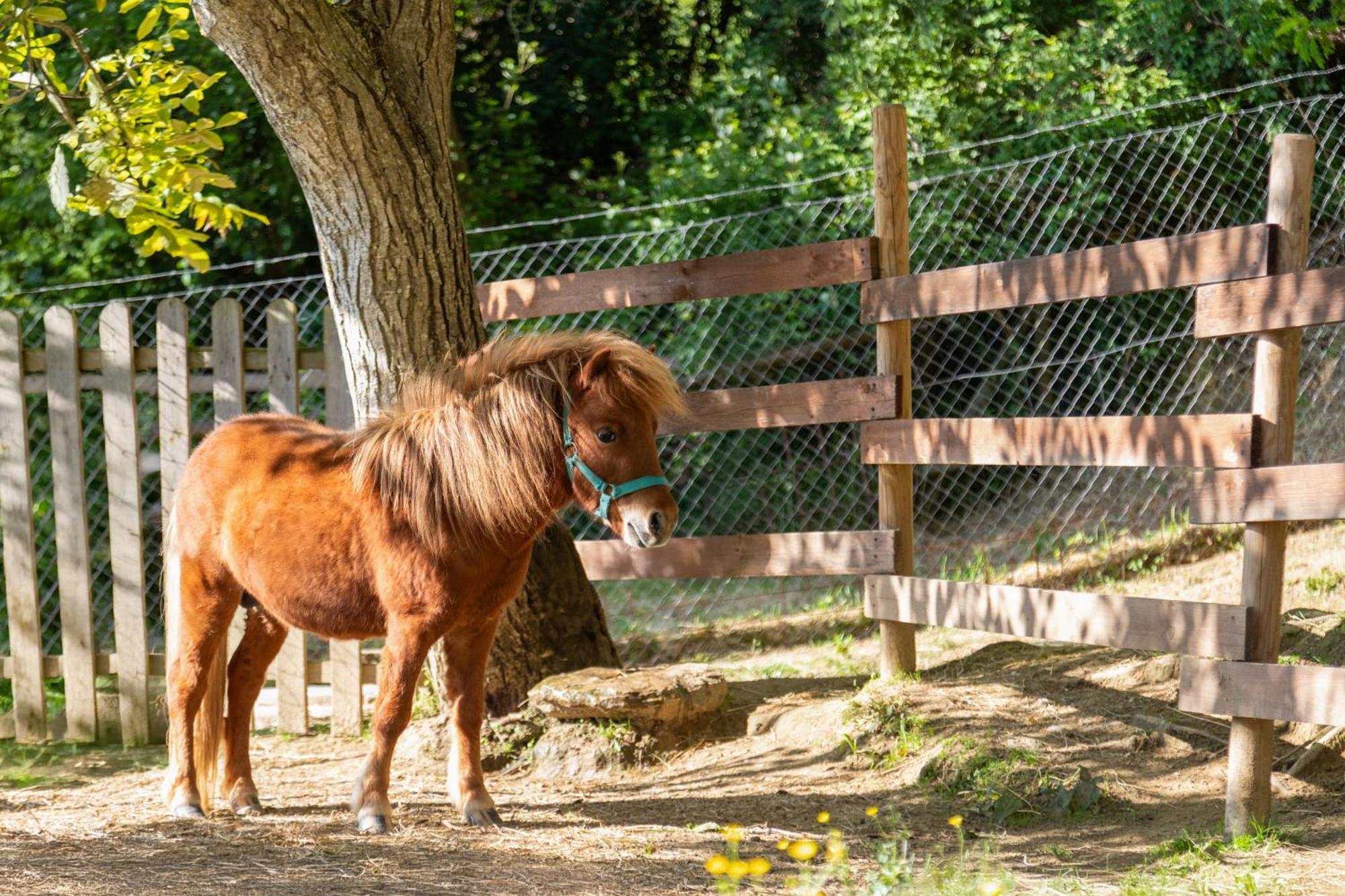 Alpaca Country House Понтедера Экстерьер фото