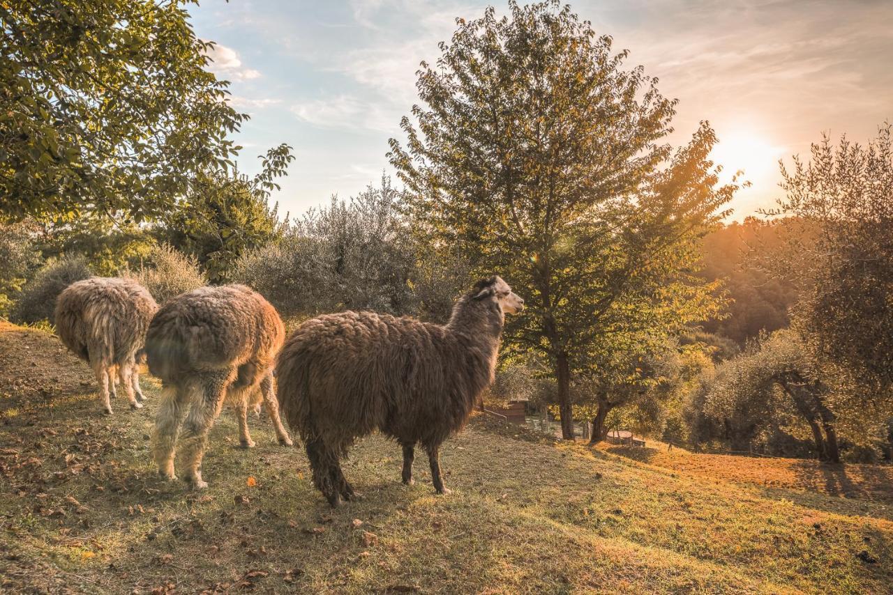 Alpaca Country House Понтедера Экстерьер фото