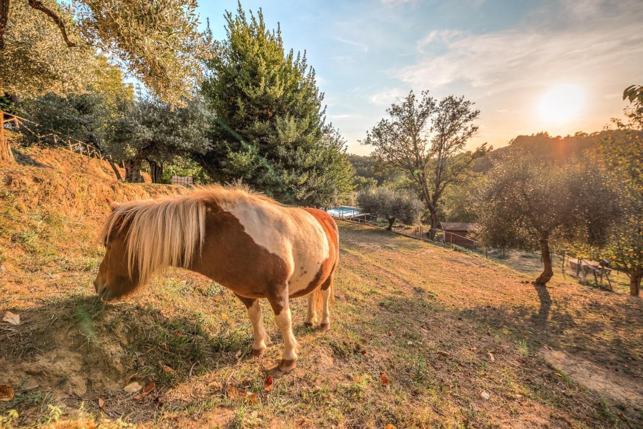 Alpaca Country House Понтедера Экстерьер фото